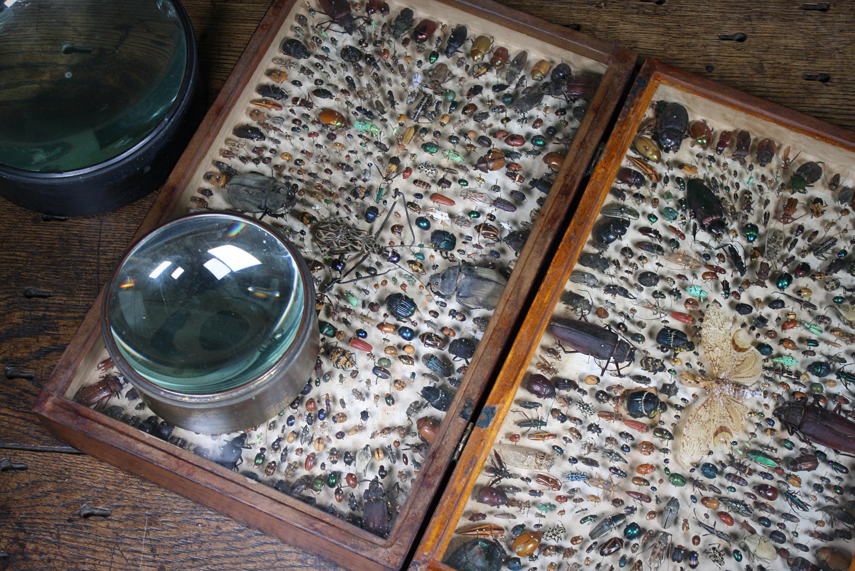 Cased Entomological Taxidermy Specimens C J Astley, Pernambuco 4