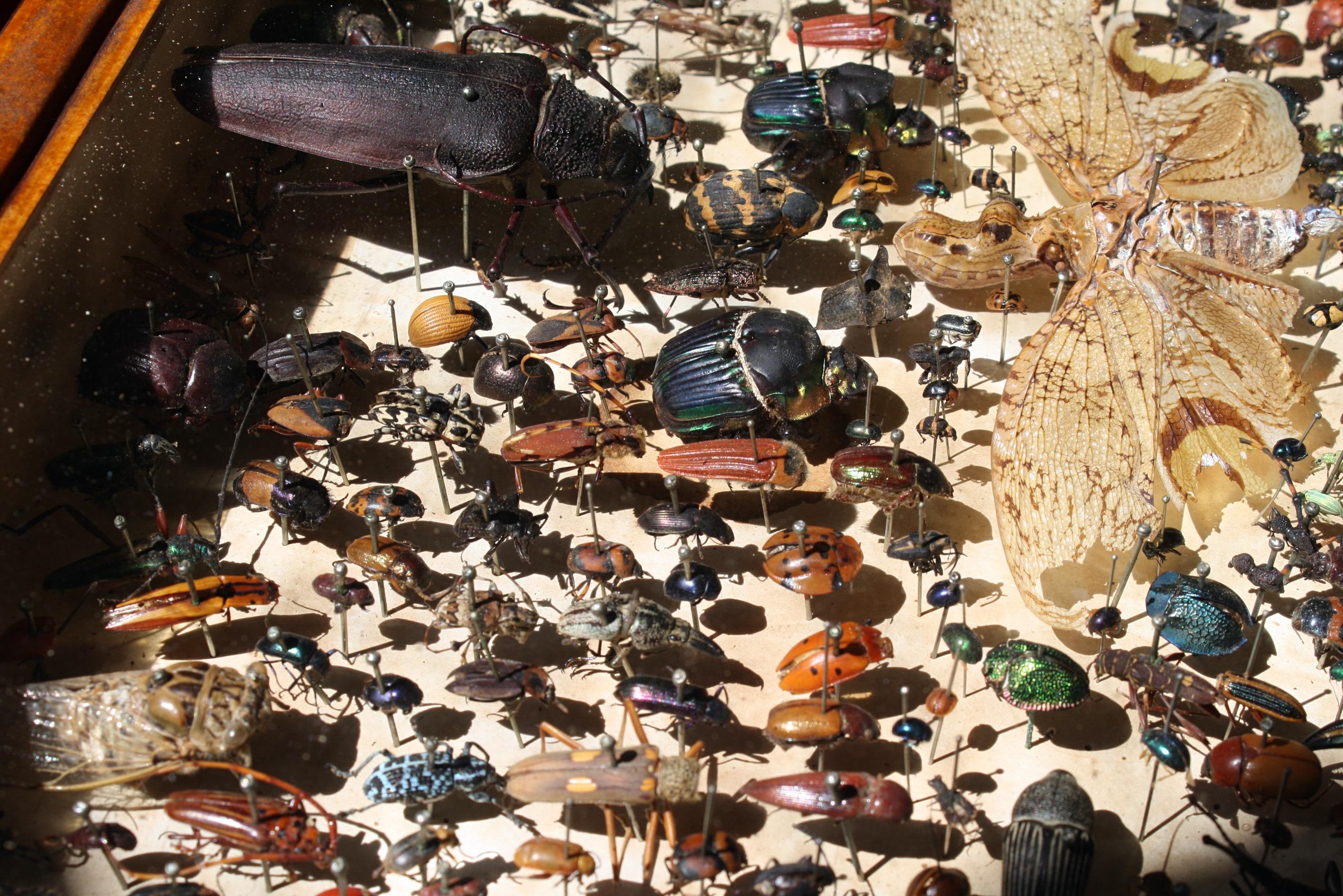 Cased Entomological Taxidermy Specimens C J Astley, Pernambuco 8