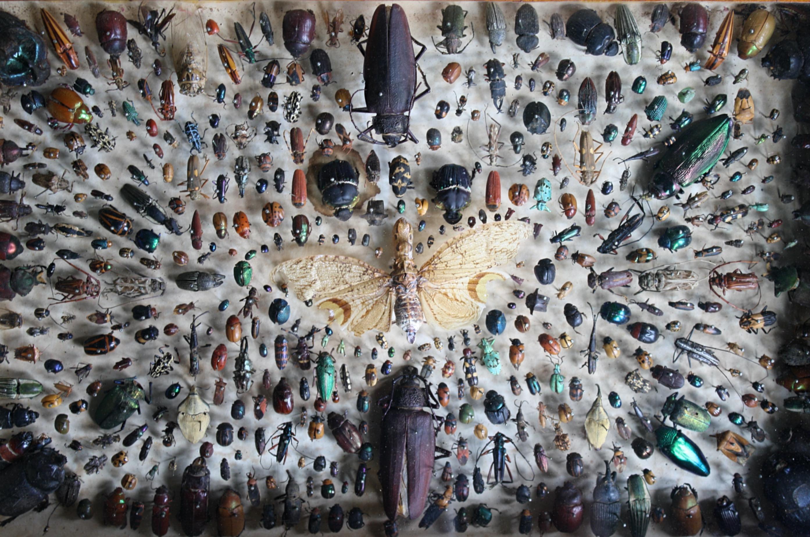 Cased Entomological Taxidermy Specimens C J Astley, Pernambuco 11