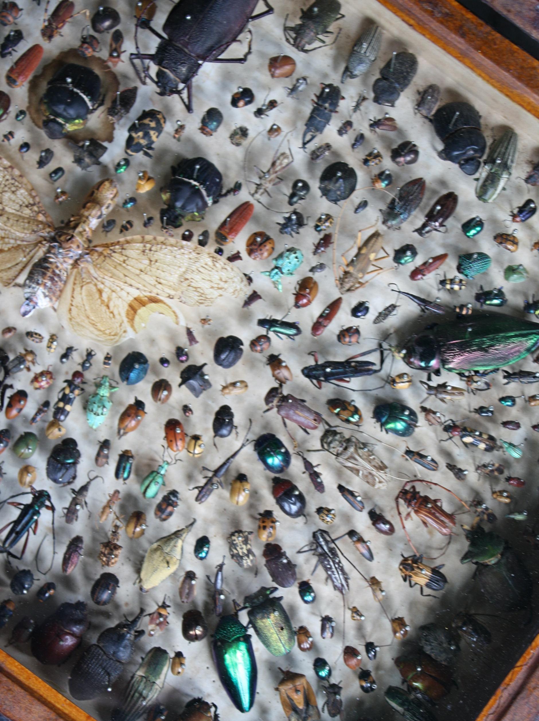 An extensive collection of entomological specimens, early 19th century in age, comprising of coleoptera and other insects from around the world, to include a rhinocerous beetle, an elephant beetle, a carabid beetle, various dung beetles, a Lantern