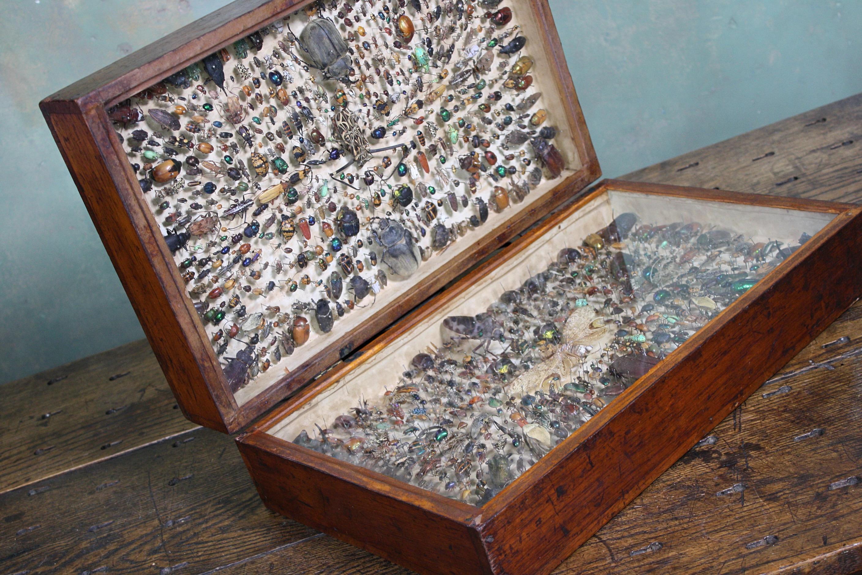 Natural Fiber Cased Entomological Taxidermy Specimens C J Astley, Pernambuco