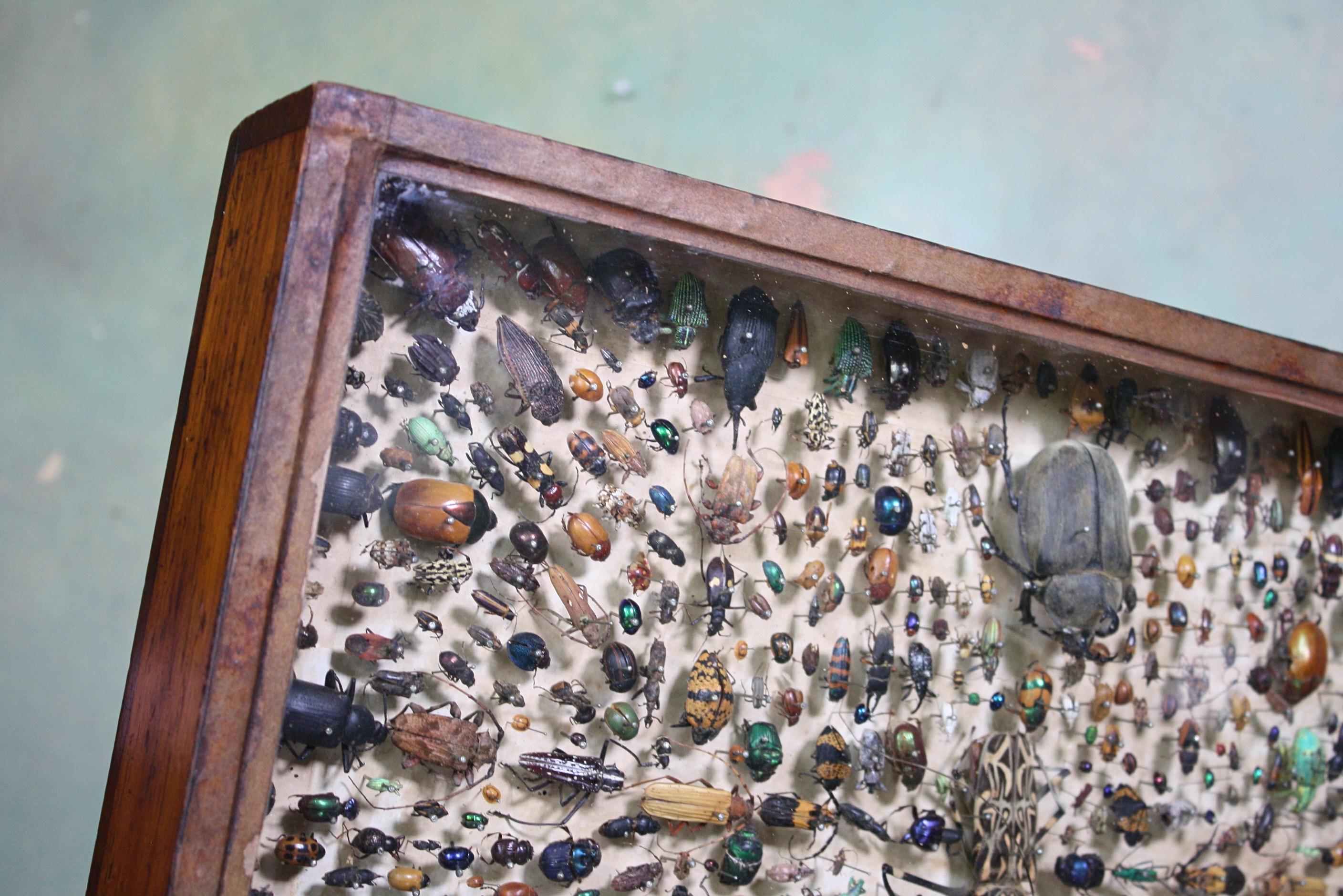 Cased Entomological Taxidermy Specimens C J Astley, Pernambuco 1