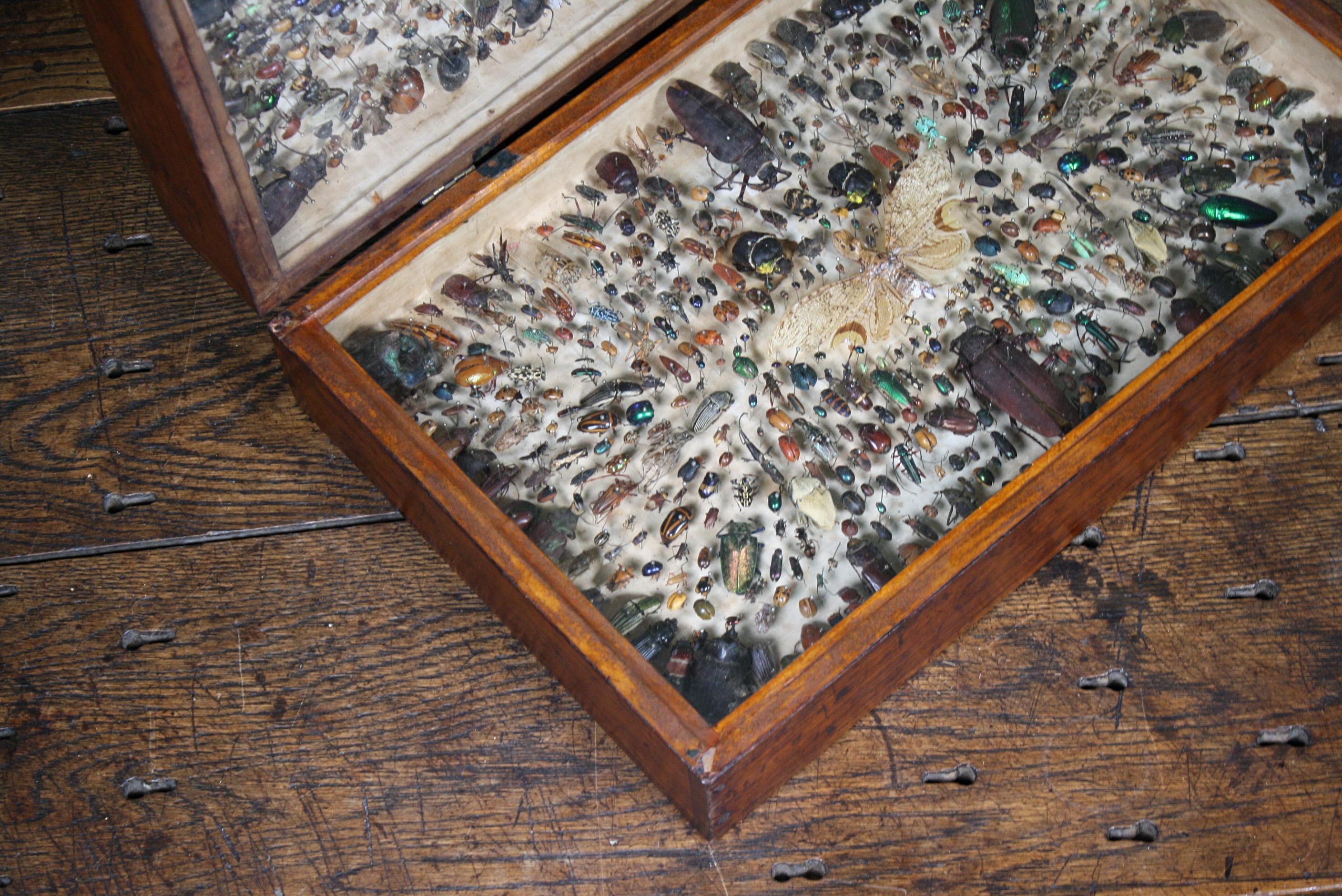 Cased Entomological Taxidermy Specimens C J Astley, Pernambuco 2