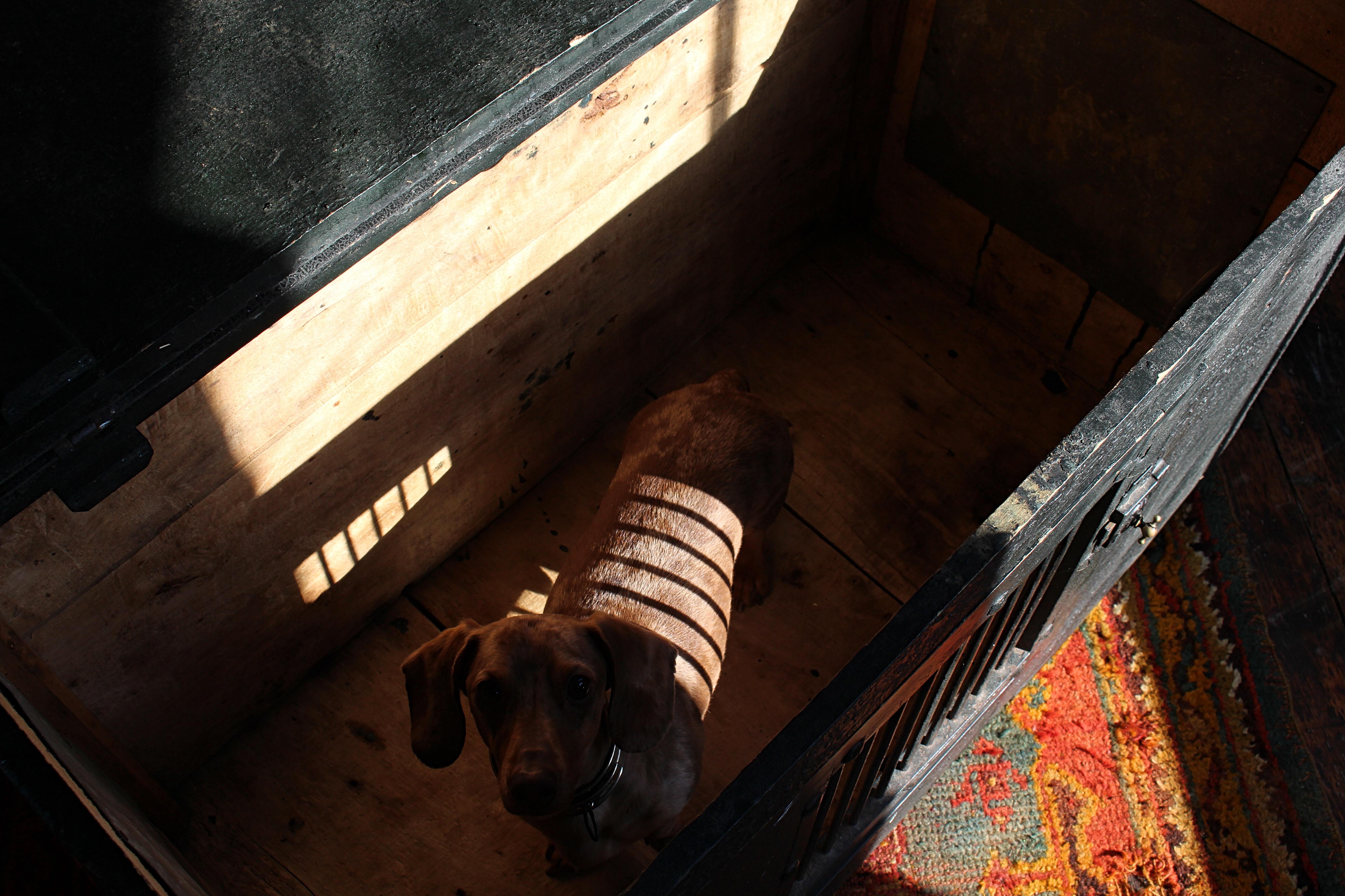 Early 19th C Georgian Original Painted Green Pitch Pine Dog Box Bed Crate For Sale 2