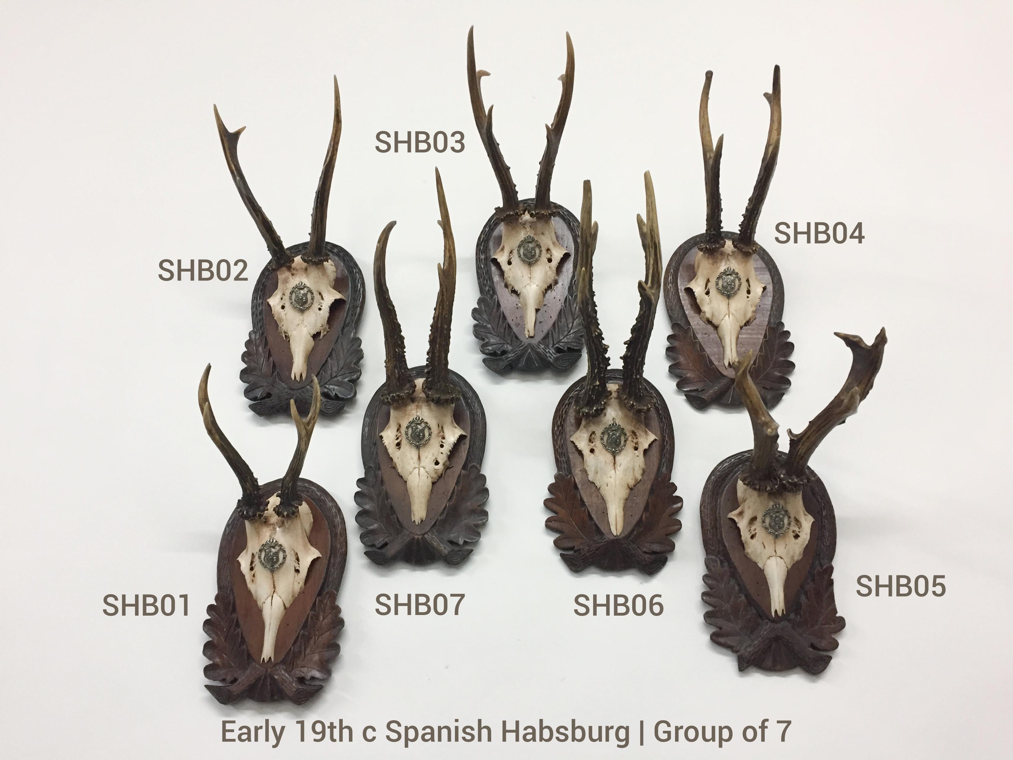An extraordinary grouping of early 19th century Spanish Habsburg Roe trophies. Each trophy is mounted on an original, hand carved Black Forest plaque. Mounted on the cap of each trophy, just below the antlers is the wappen of Spanish Habsburg