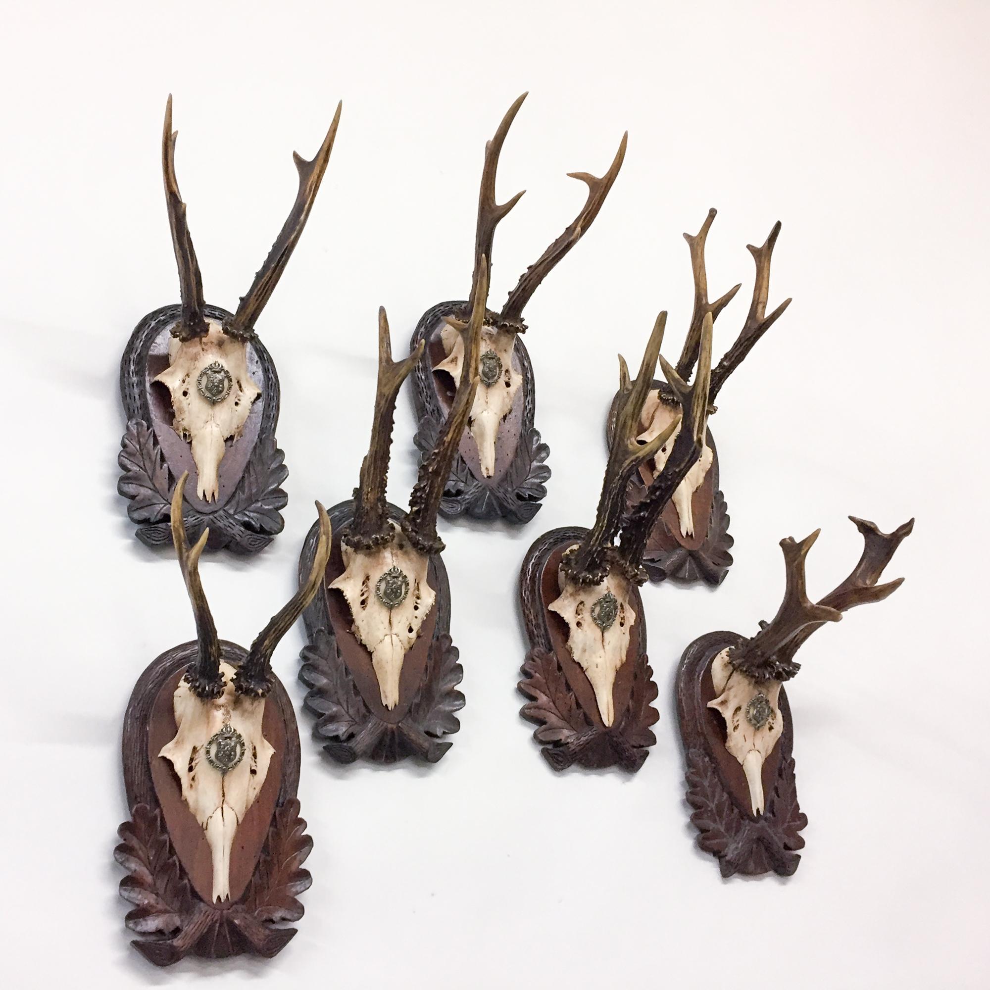 Early 19th Century Habsburg Roe Trophies on Hand Carved Black Forest Plaques In Good Condition In Houston, TX