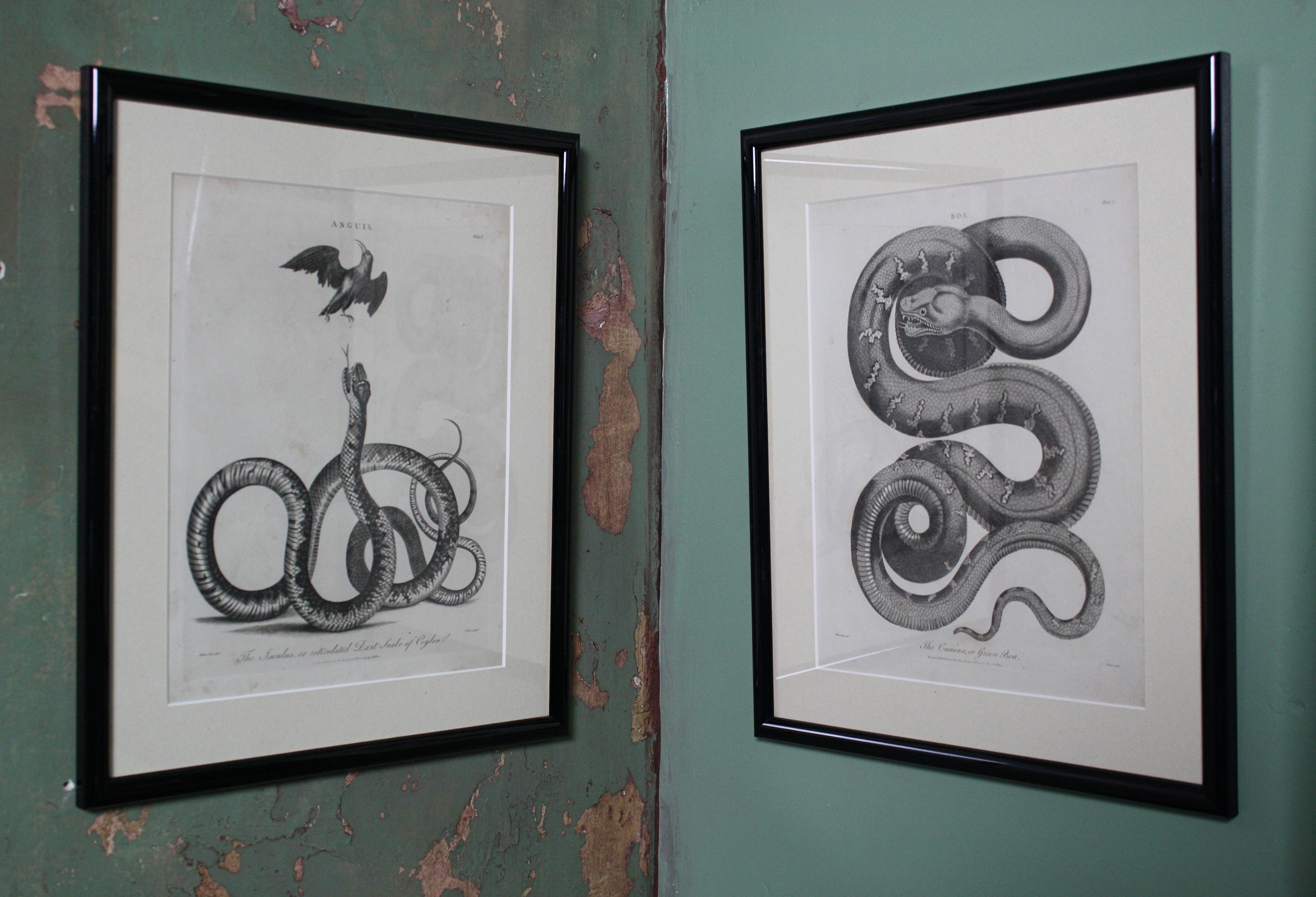 Collection of thirteen snake plates produced by Albertus Seba. The plates have been sympathetically framed in thin bull nose frames with a cream and blue flecked mount. These prints are likely to be from the second striking as dated 1802 31cm /