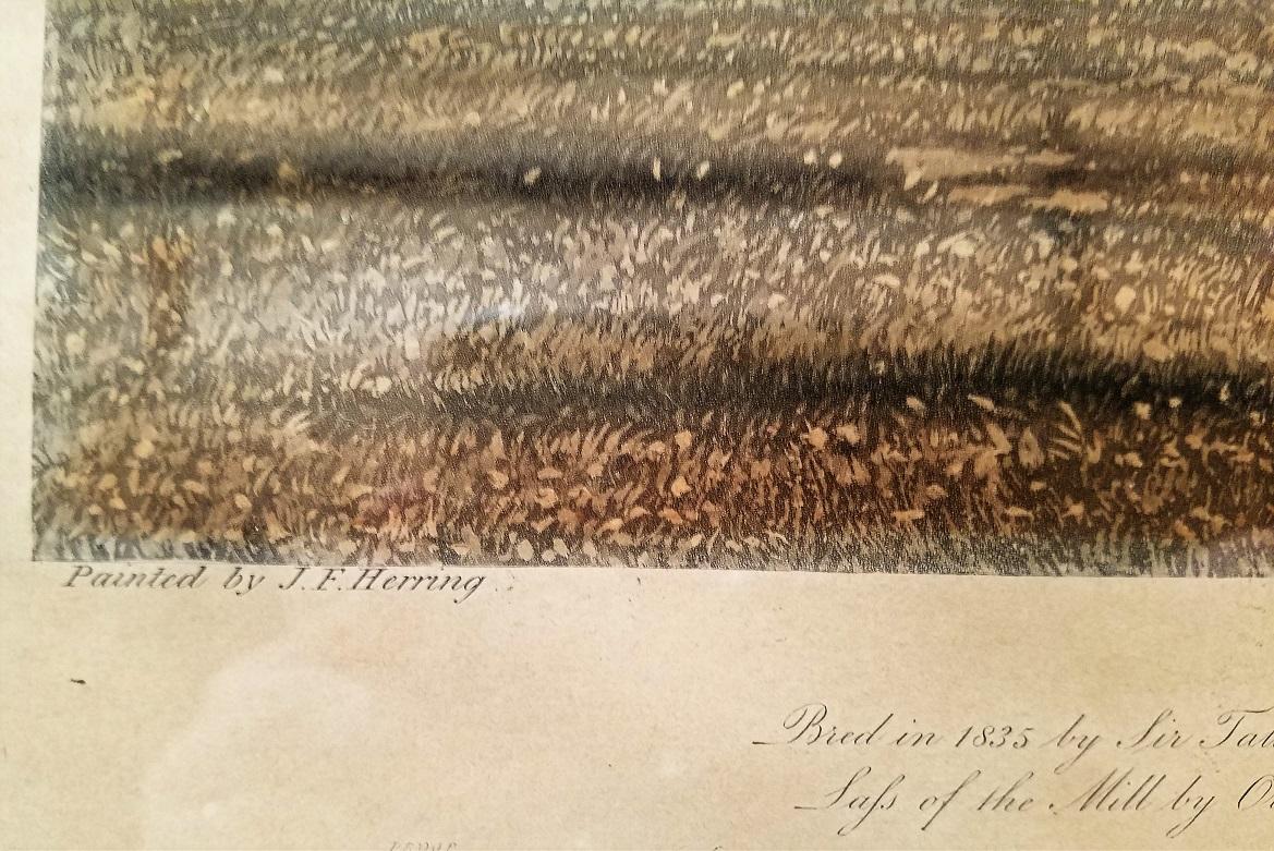 Aquatinta-Gravur eines grauen Momus aus dem frühen 19. Jahrhundert, John Frederick Herring Snr. (Englisch) im Angebot