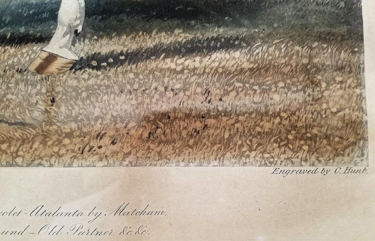 Aquatinta-Gravur eines grauen Momus aus dem frühen 19. Jahrhundert, John Frederick Herring Snr. (Handbemalt) im Angebot