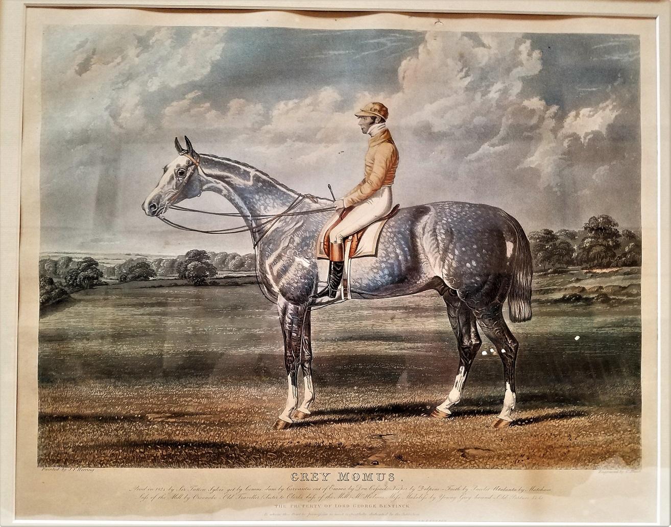 Paper Early 19th Century Aquatint Engraving of Grey Momus, John Frederick Herring Snr.