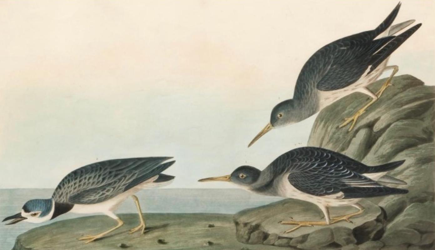 Early 19th century Audubon sandpiper aquatint printed and hand colored print
Audubon, after John James, Purple Sandpiper
Plate CCLXXXIV 284 from The Birds of America
Engraved Aquatint, printed and colored by R. Havell, 1835
Brown wood