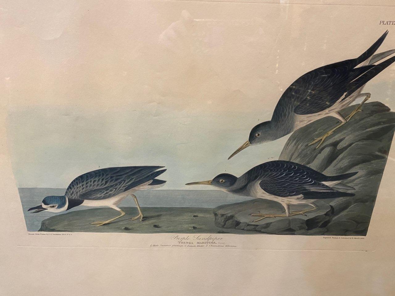 American Early 19th Century Audubon Sandpiper Aquatint Printed & Hand Colored Print