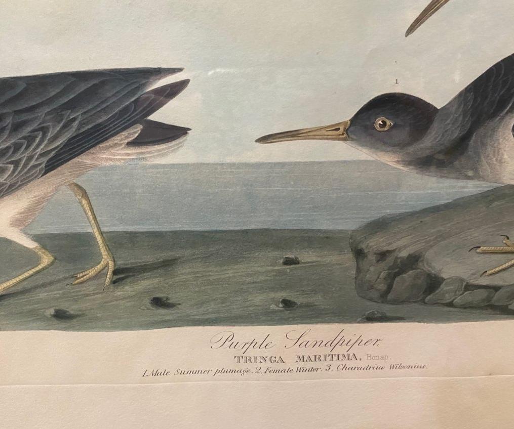 Early 19th Century Audubon Sandpiper Aquatint Printed & Hand Colored Print In Good Condition In Middleburg, VA