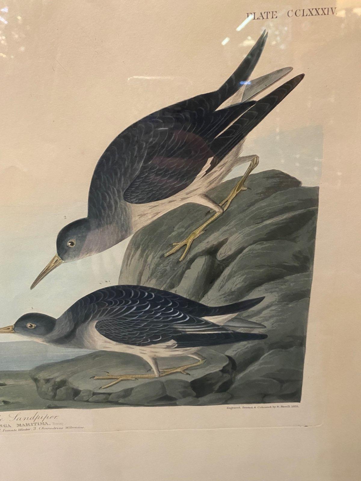 Paper Early 19th Century Audubon Sandpiper Aquatint Printed & Hand Colored Print