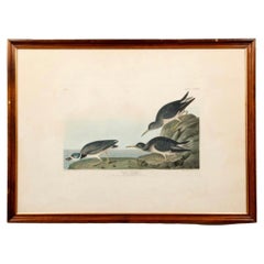 Early 19th Century Audubon Sandpiper Aquatint Printed and Hand Colored Print