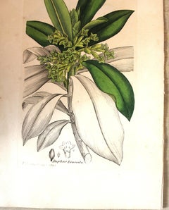 Botanischer Kupferstich von John Curtis aus dem frühen 19.