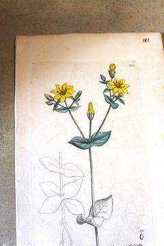 Early 19th Century Botanical Engraving by John Curtis