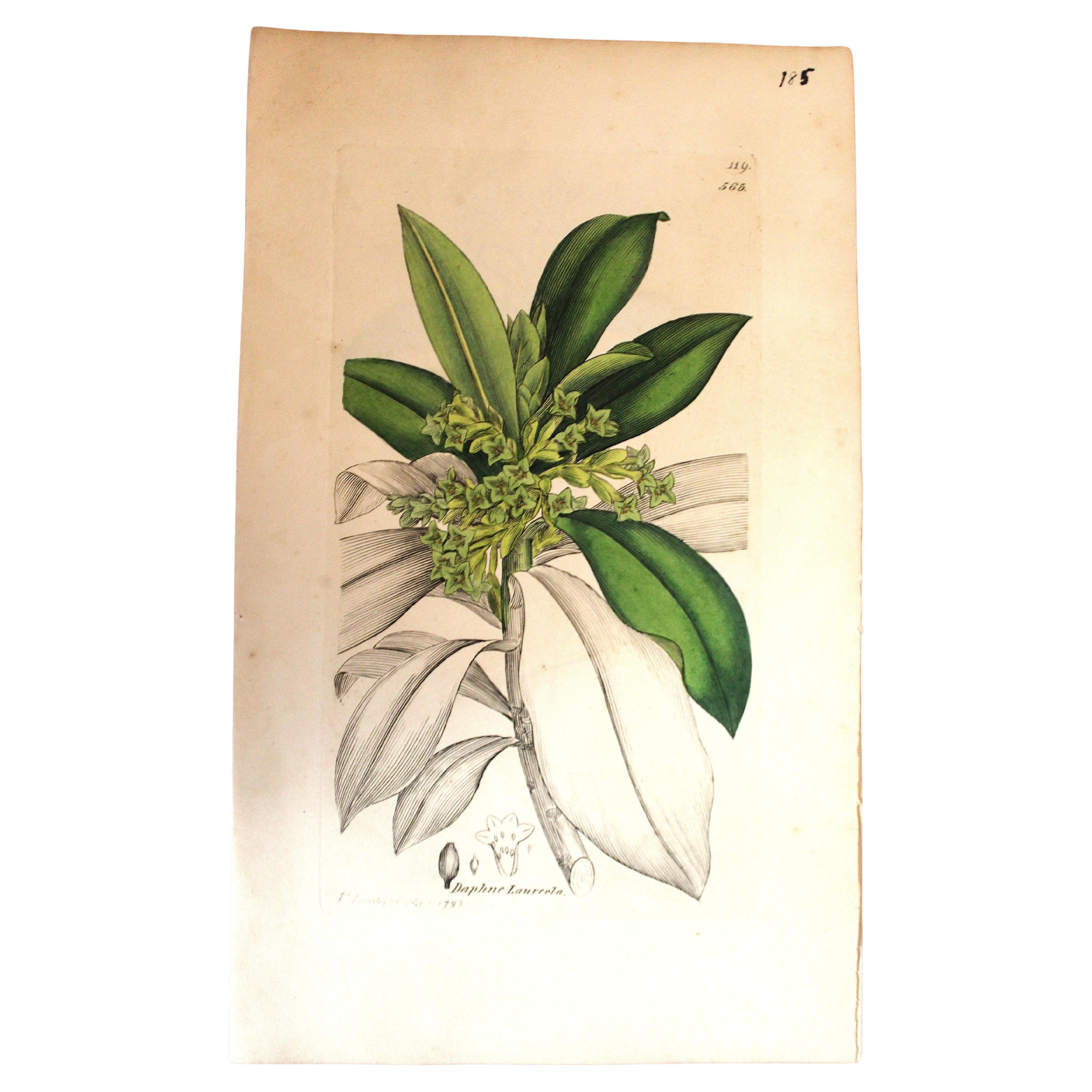 Early 19th Century Botanical Engraving by John Curtis