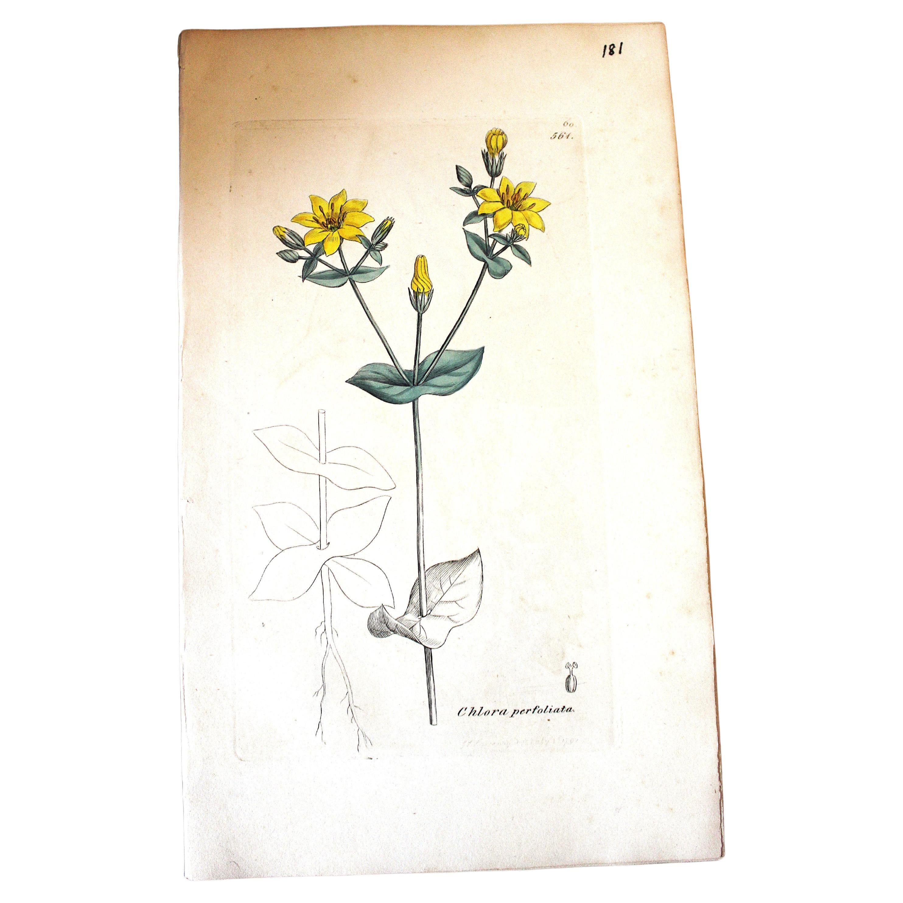Botanischer Kupferstich von John Curtis aus dem frühen 19.
