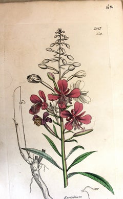 Early 19th Century Botanical Engraving by John Curtis – Hand Coloured