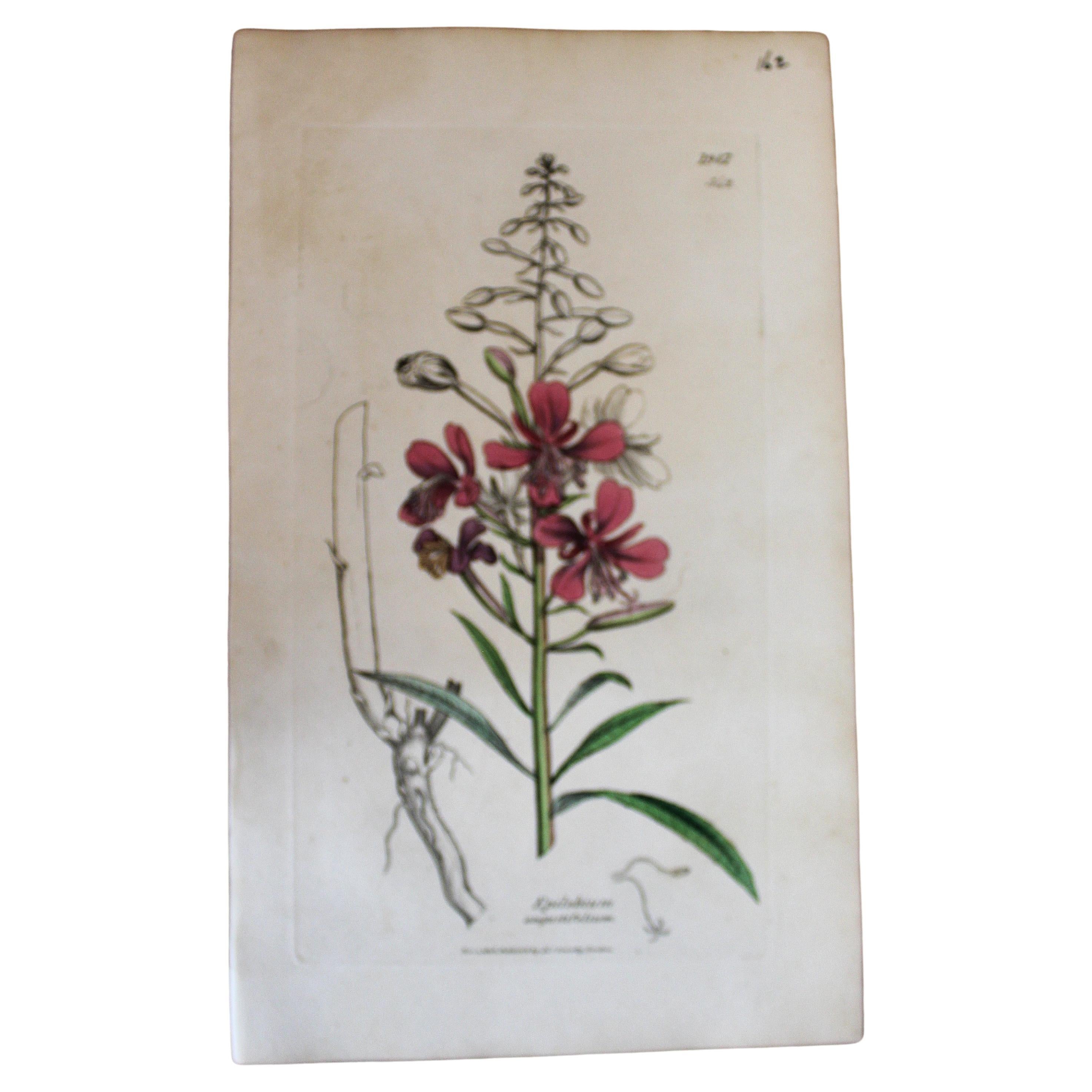 Gravure botanique du début du 19e siècle de John Curtis - coloriée à la main