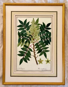 Early 19th Century Botanical Watercolor for a Hortus Botanicus