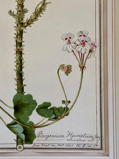 Early 19th Century Botanical Watercolor for a Hortus Botanicus