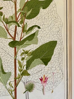 Early 19th Century Botanical Watercolor for a Hortus Botanicus