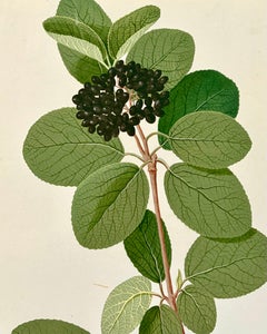 Early 19th Century Botanical Watercolor for a Hortus Botanicus