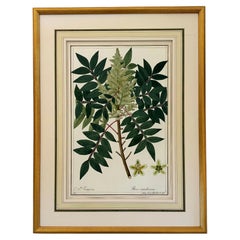Early 19th Century Botanical Watercolor for a Hortus Botanicus