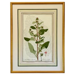 Early 19th Century Botanical Watercolor for a Hortus Botanicus