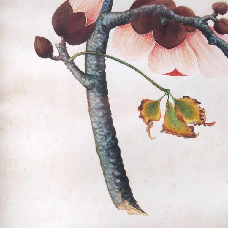 Qing Early 19th Century Chinese Botanical Butterfly Watercolor on Pith Paper For Sale