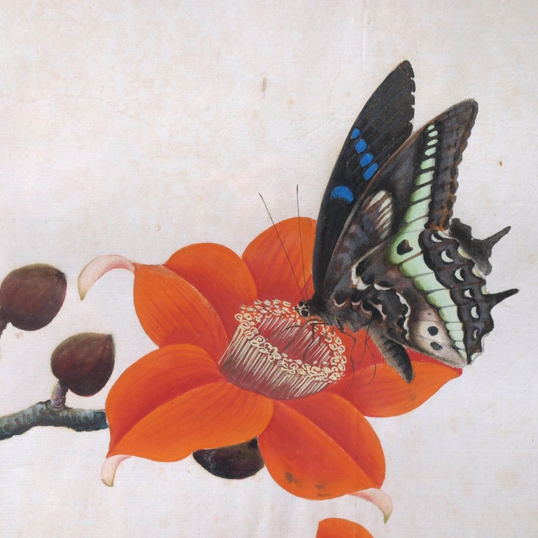 Early 19th Century Chinese Botanical Butterfly Watercolor on Pith Paper For Sale 1