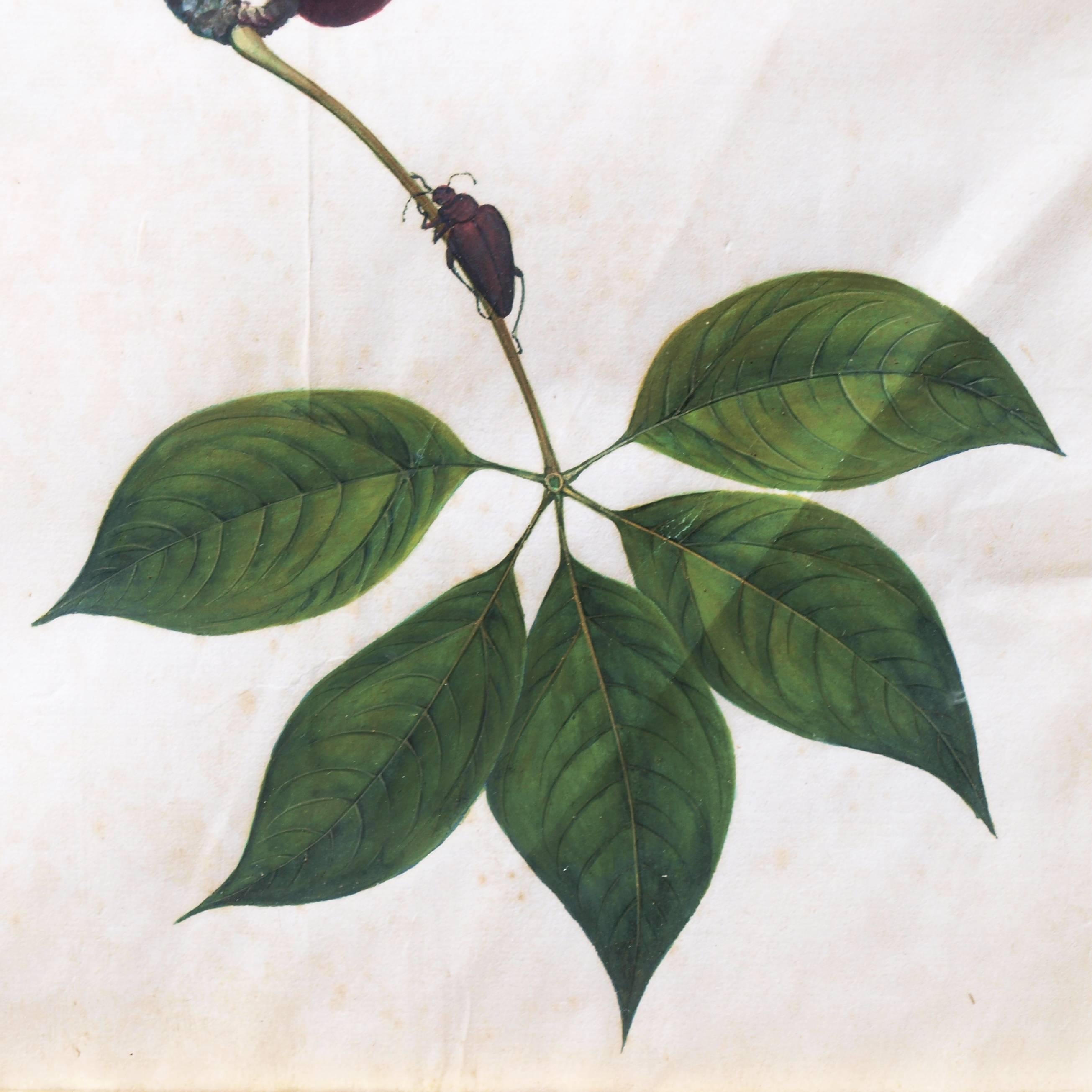 Chinesisches botanisches Schmetterlingsaquarell auf Kissenpapier, frühes 19. Jahrhundert im Angebot 2