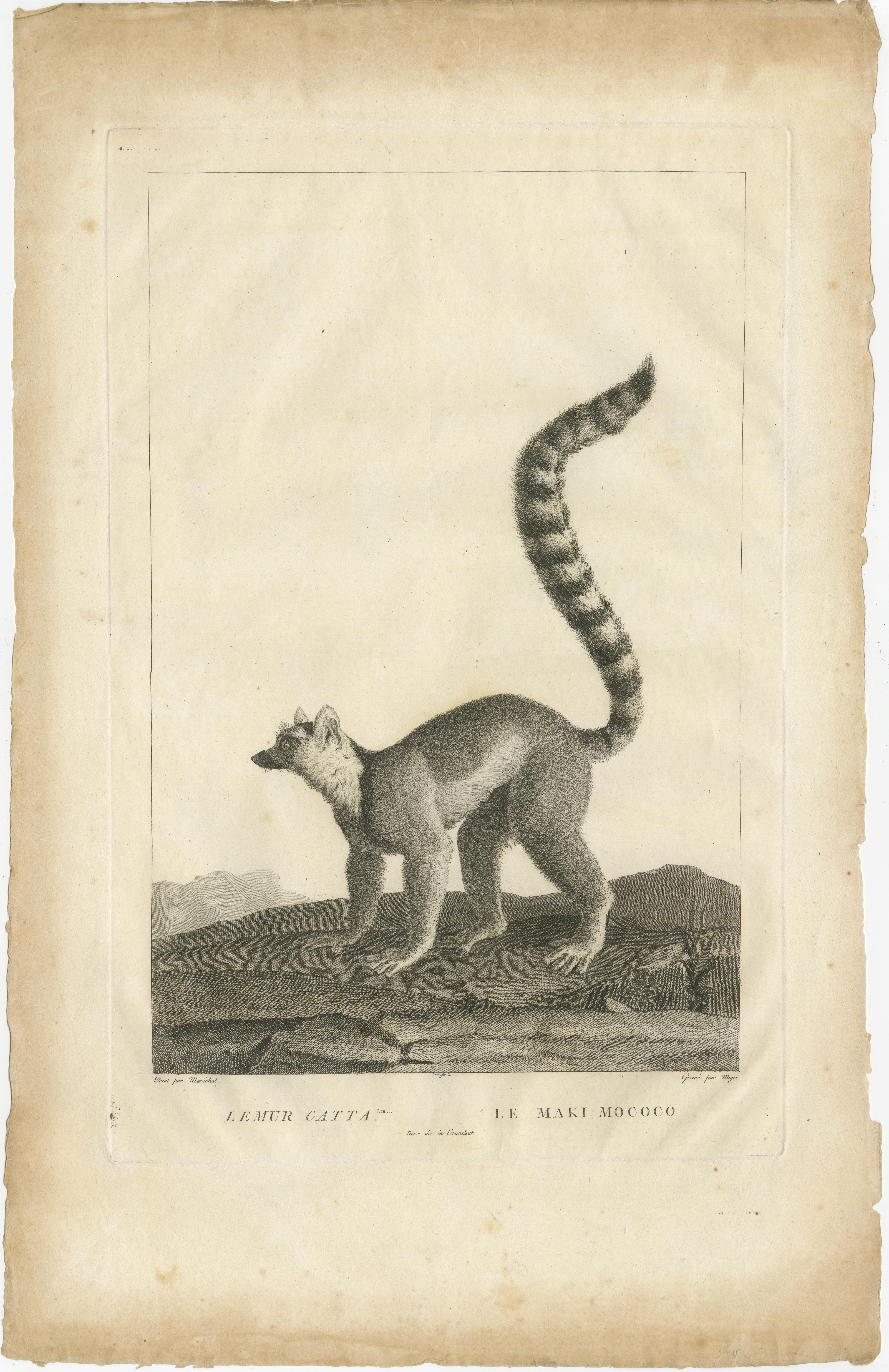 Questa incisione intitolata *Lemur Catta - Le Maki Mococo* raffigura il lemure dalla coda ad anelli, originario del Madagascar. 

È stata disegnata dall'artista Nicolas Maréchal e incisa da A.C. Miger, noto per le sue illustrazioni zoologiche