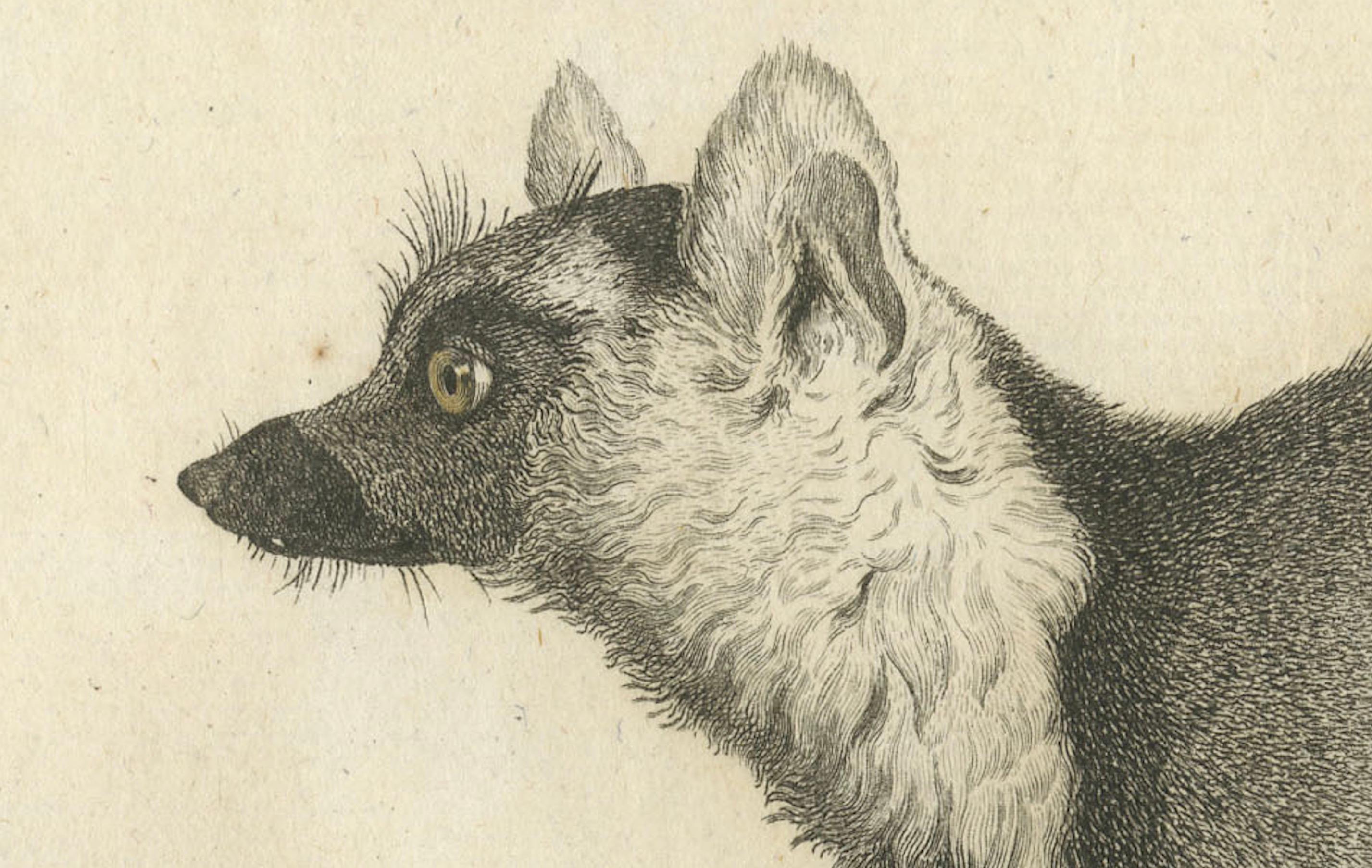 Inciso Incisione di Lemur Catta di S.C. dei primi del XIX secolo. Miger e N. Maréchal, Parigi in vendita