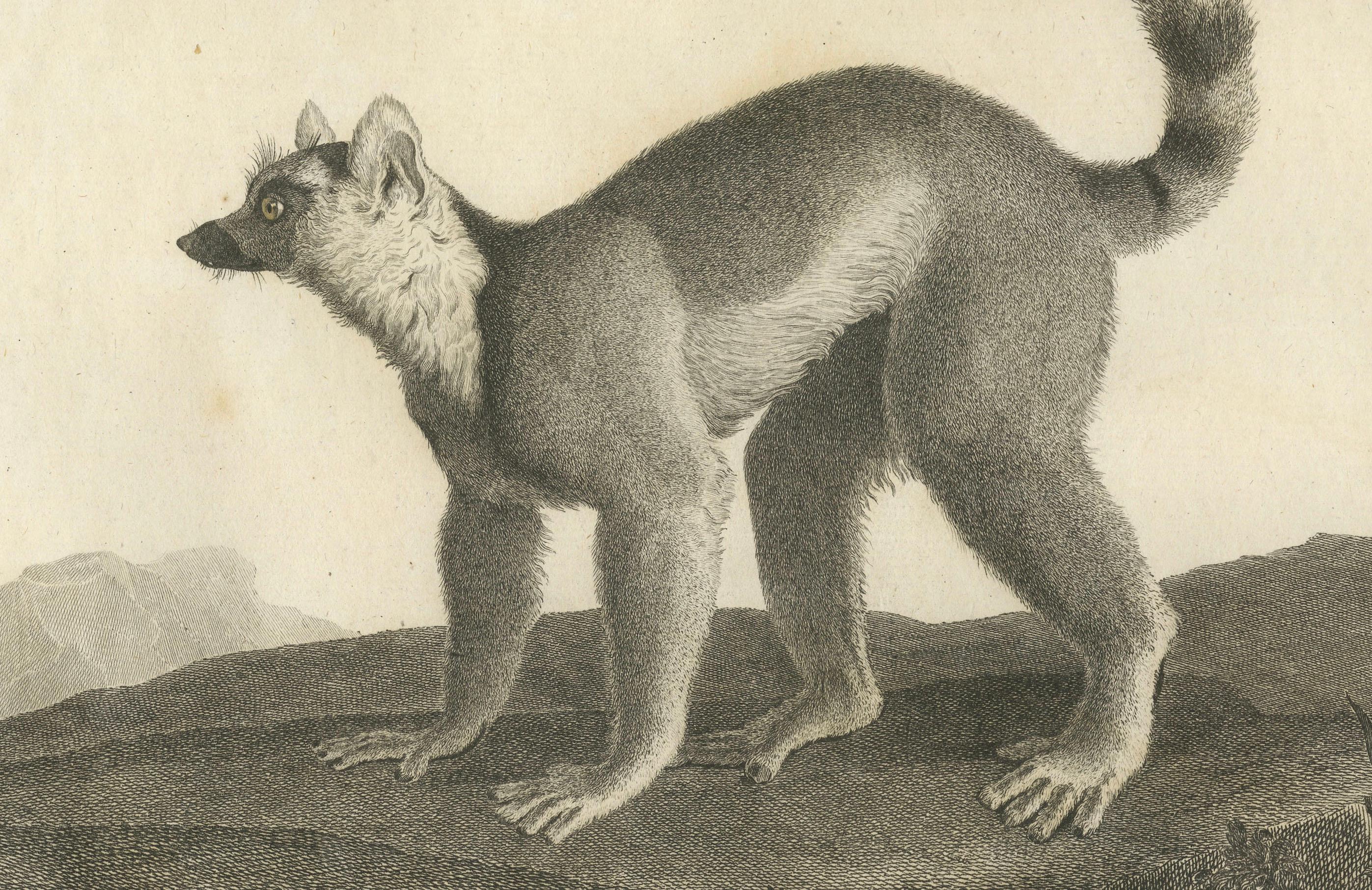 Incisione di Lemur Catta di S.C. dei primi del XIX secolo. Miger e N. Maréchal, Parigi In condizioni buone in vendita a Langweer, NL