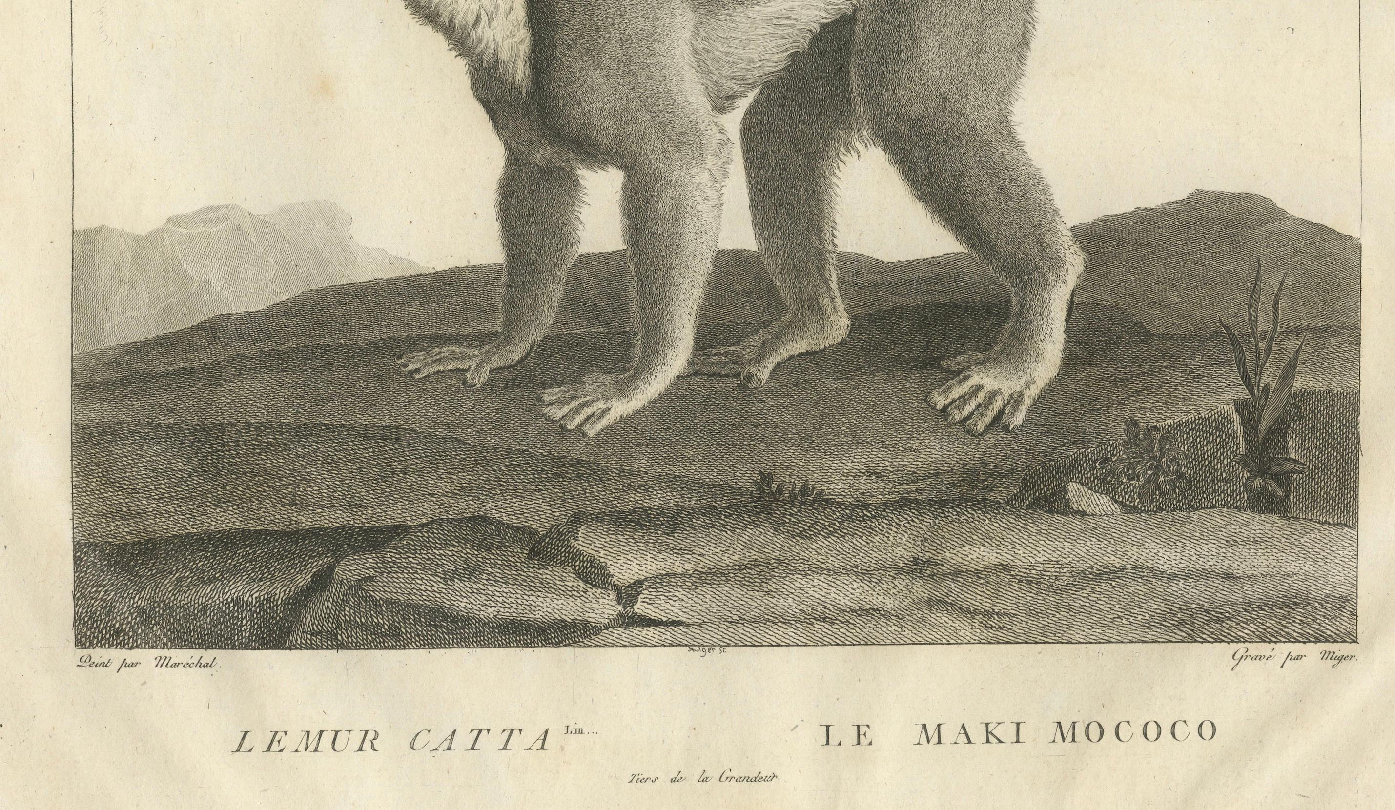 Inizio XIX secolo Incisione di Lemur Catta di S.C. dei primi del XIX secolo. Miger e N. Maréchal, Parigi in vendita