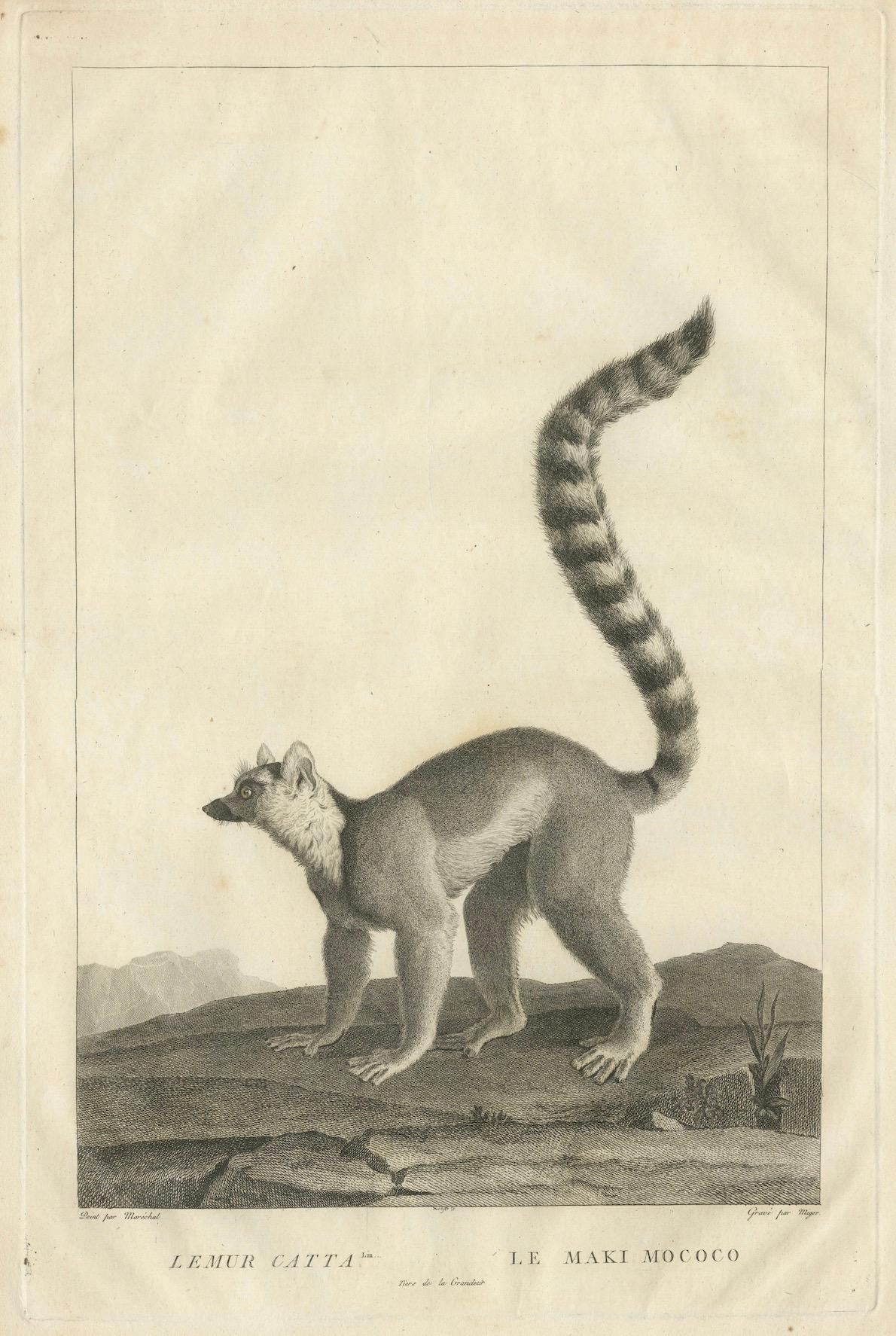 Carta Incisione di Lemur Catta di S.C. dei primi del XIX secolo. Miger e N. Maréchal, Parigi in vendita
