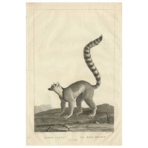 Early 19th-Century Engraving of Lemur Catta by S.C. Miger and N. Maréchal, Paris