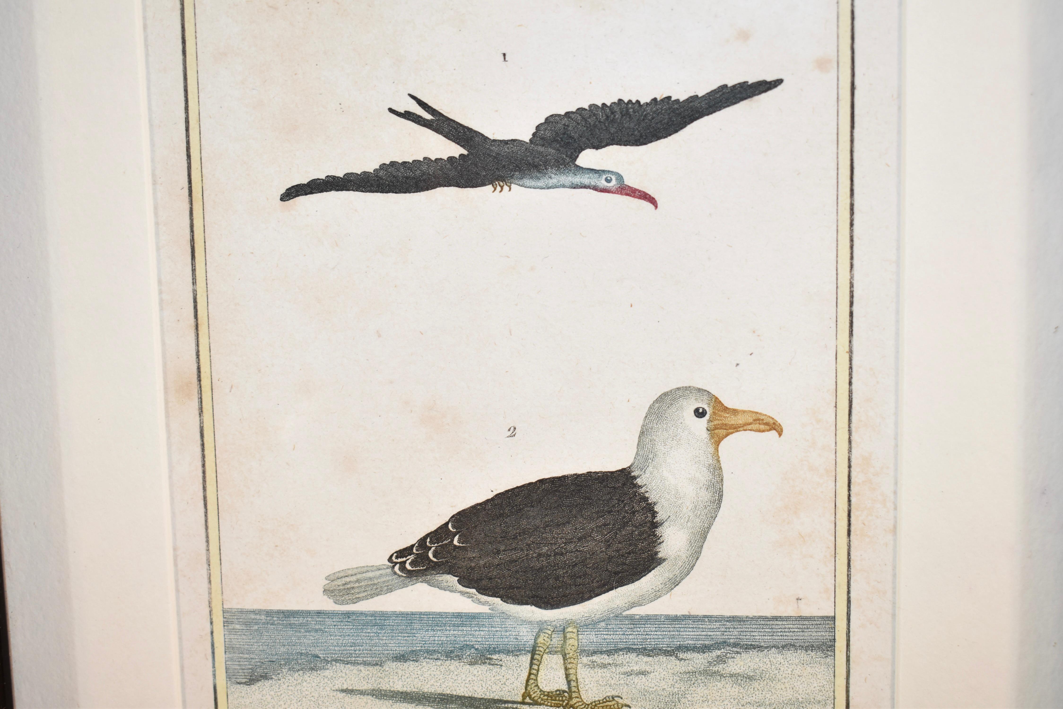 Early 19th Century Framed Engraving of Birds from France 5