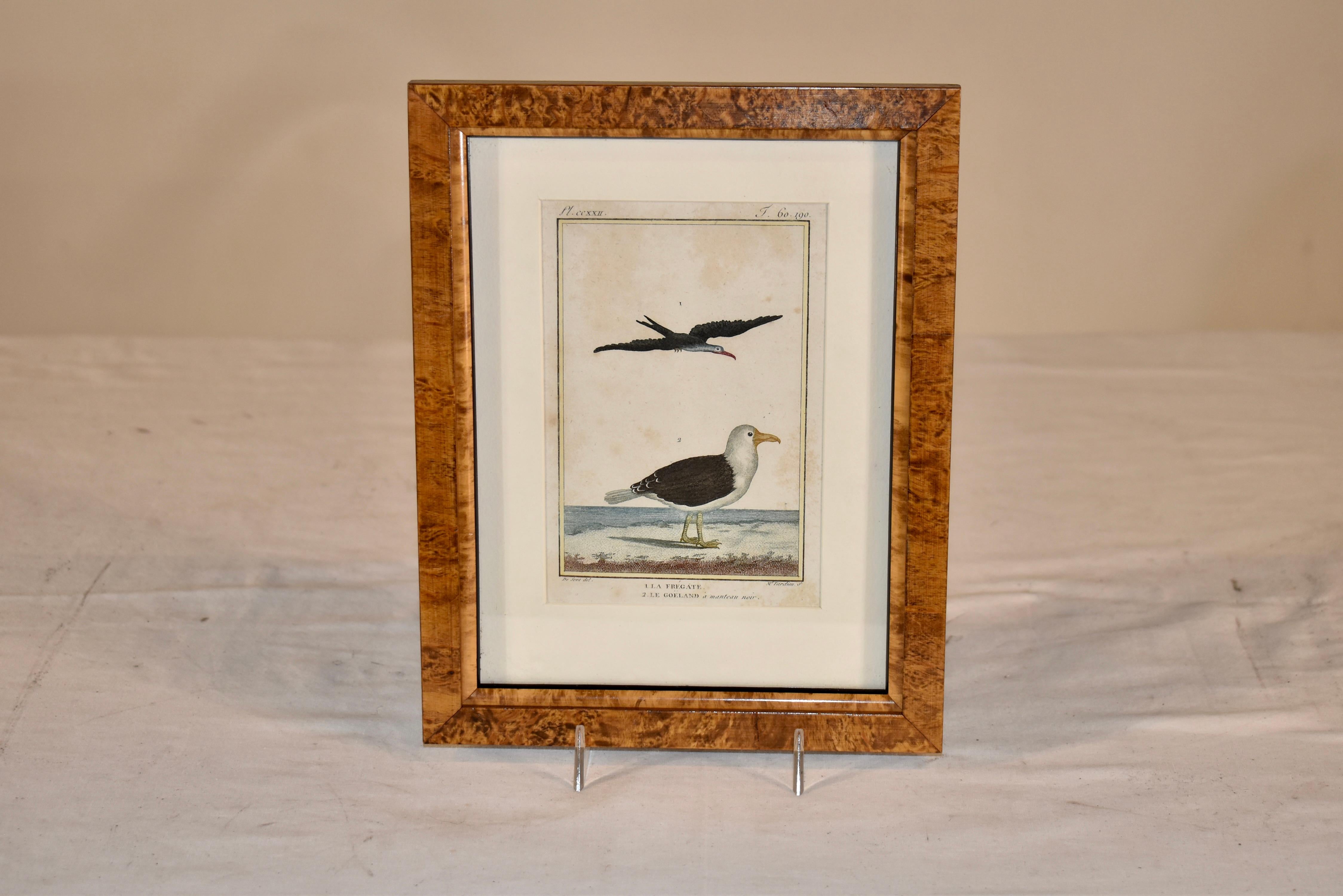 Early 19th century hand colored copper engraving of sea birds.  1. La Fregate (Frigatebird) 2. Le Goeland à manteau noir (Seagull) Date : 1803 copper engraving which is hand colored.  The source is Histoire Naturelle par Leclerc de Buffon, redirigé