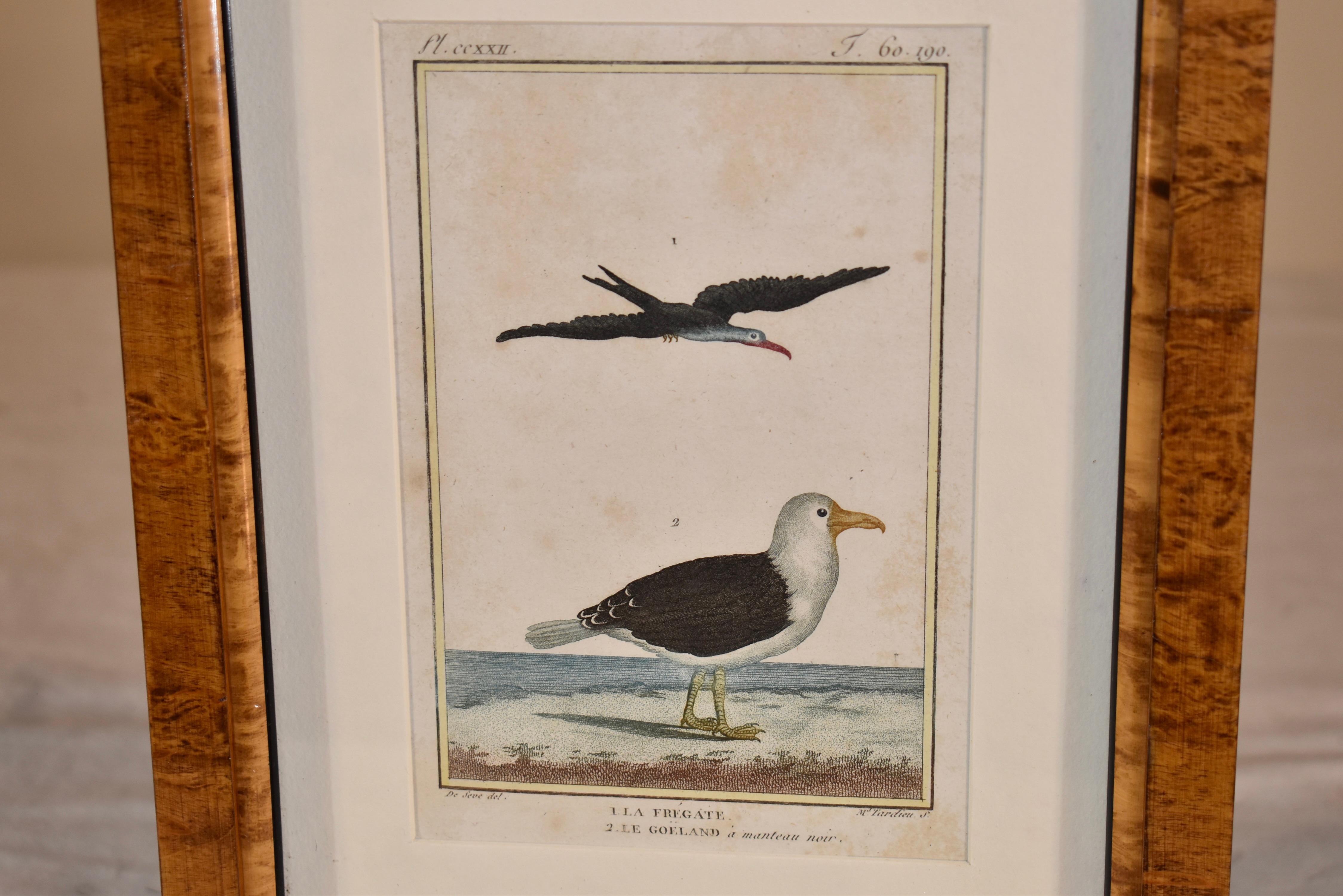 French Early 19th Century Framed Engraving of Birds from France
