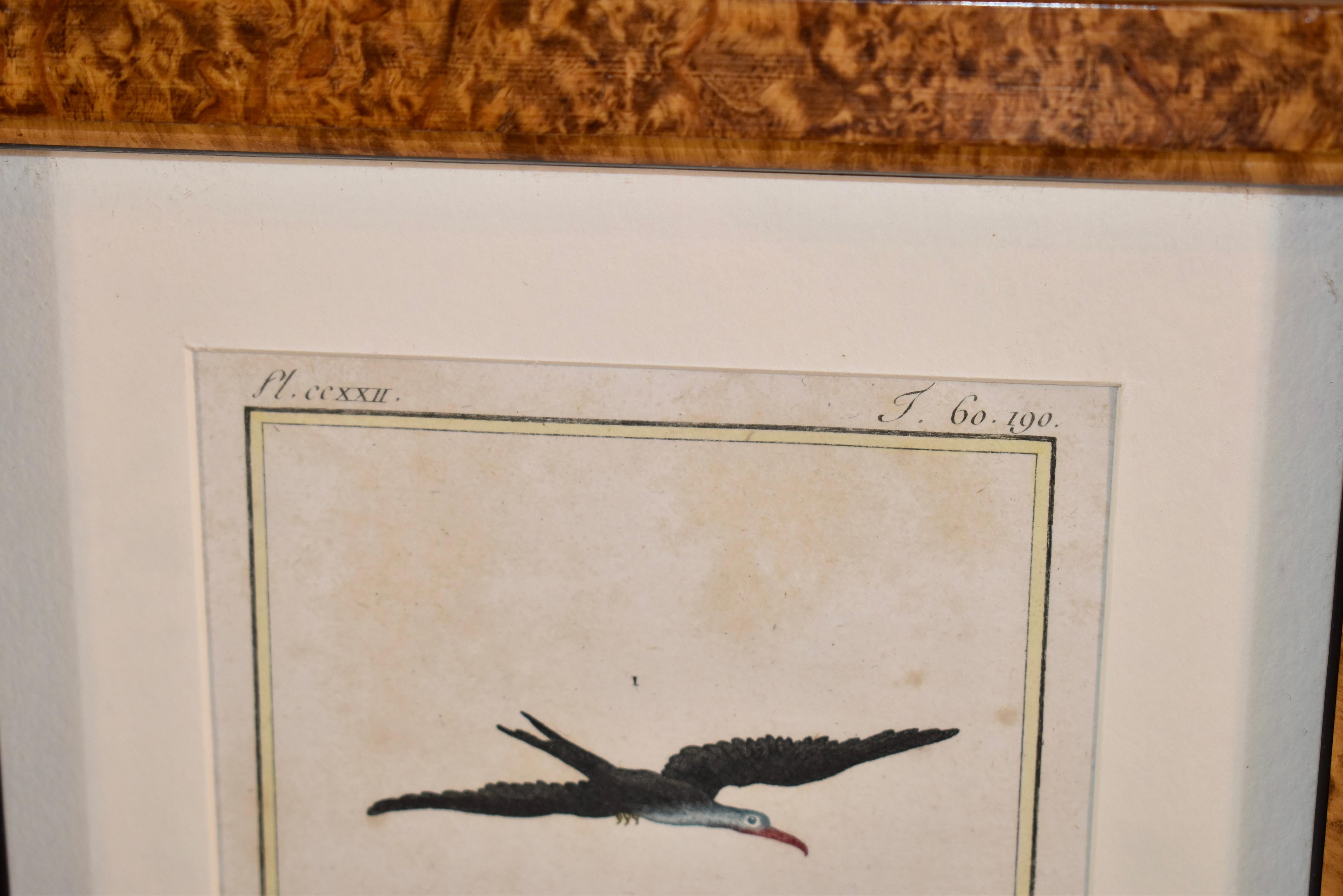 Early 19th Century Framed Engraving of Birds from France In Good Condition In High Point, NC