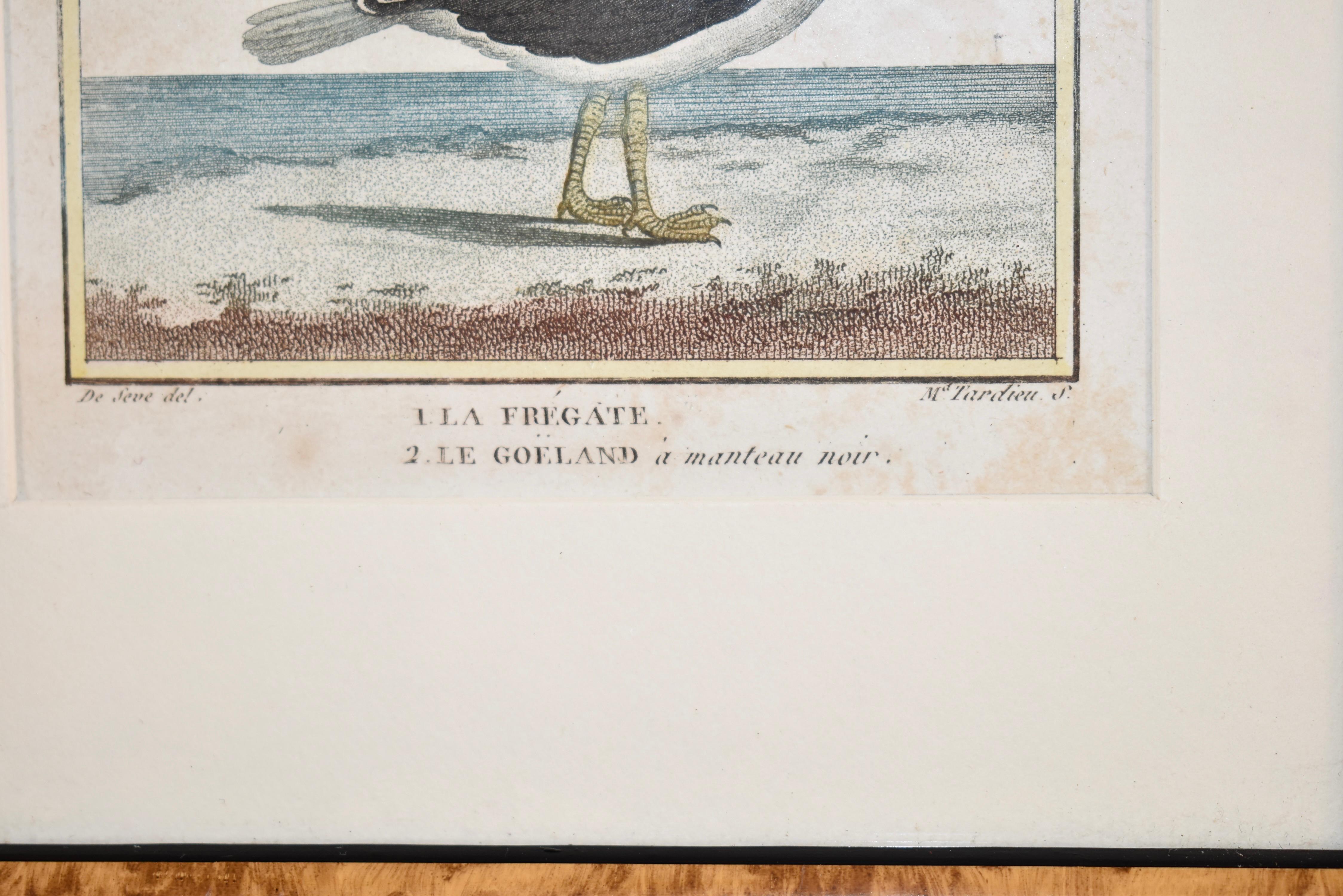 Wood Early 19th Century Framed Engraving of Birds from France