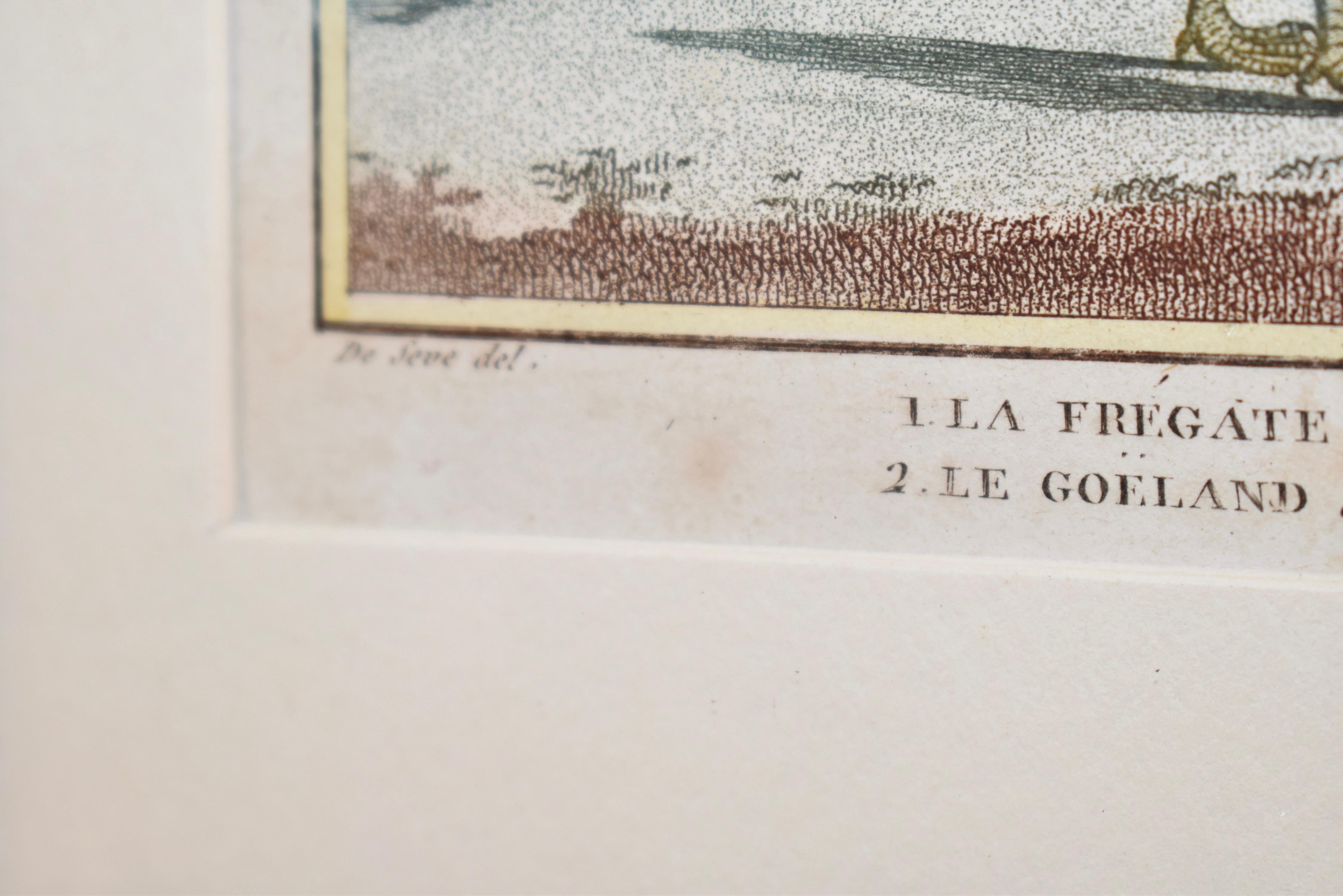 Early 19th Century Framed Engraving of Birds from France 2