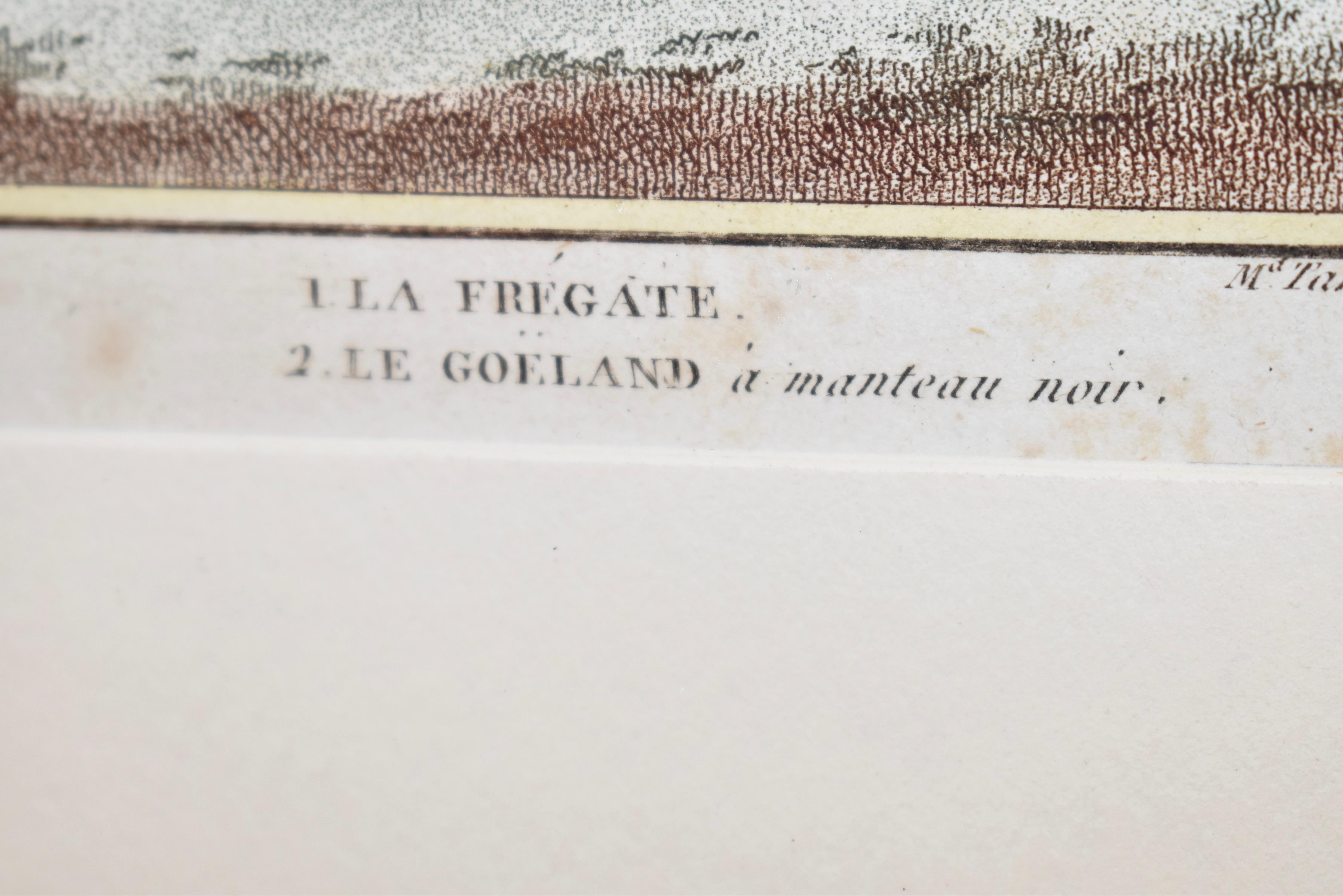 Early 19th Century Framed Engraving of Birds from France 3