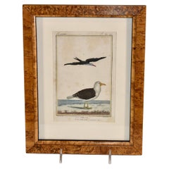Antique Early 19th Century Framed Engraving of Birds from France