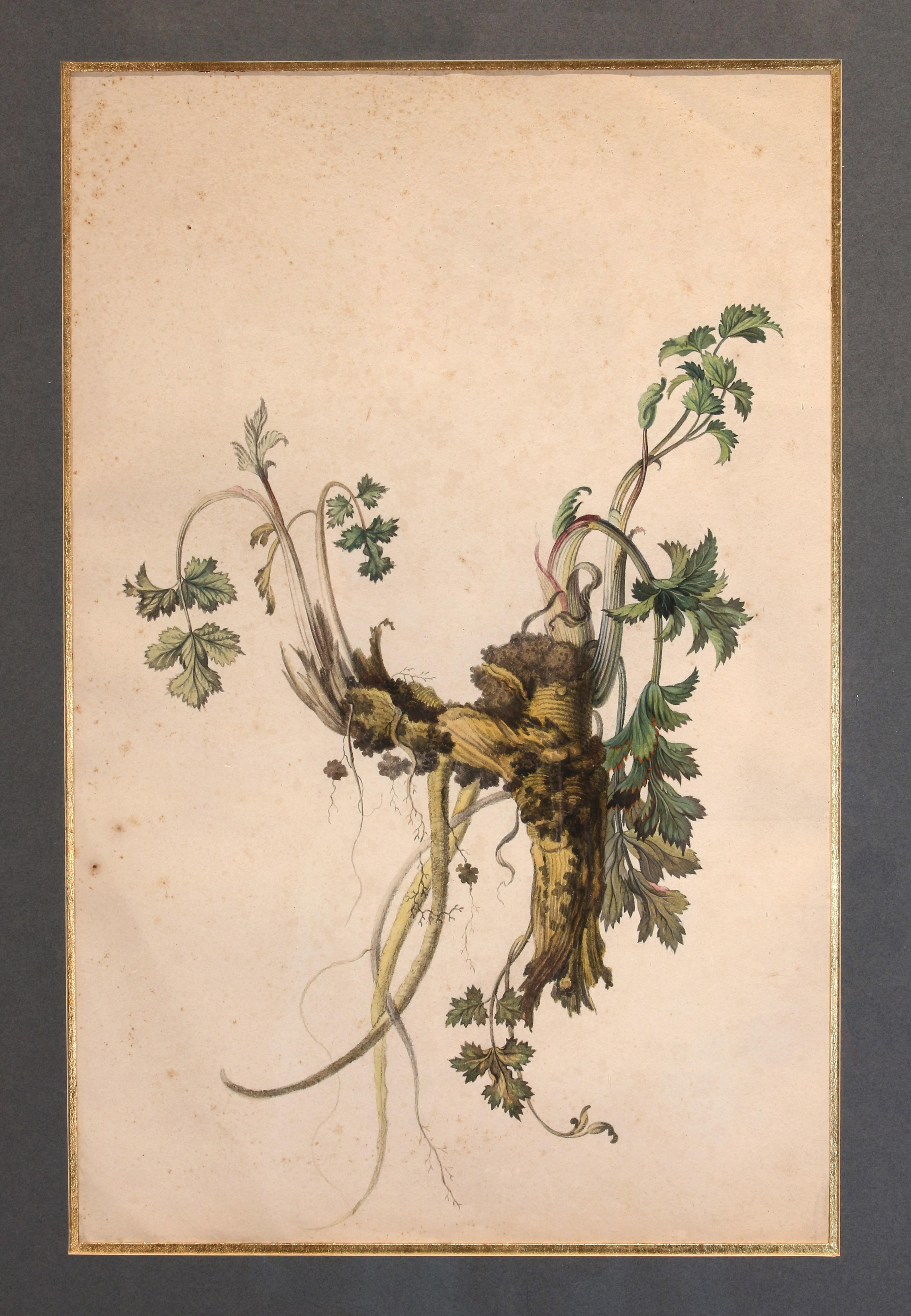 Early 19th century French botanical crayon & aquarelle in antique oak frame. Label en verso: Ecole de Mulhouse, Etude de fenouil, Crayon et aquarelle, Debut du 19eme siecle. Foxing. One deep scuff on frame. Attached is a card exploring fennel &