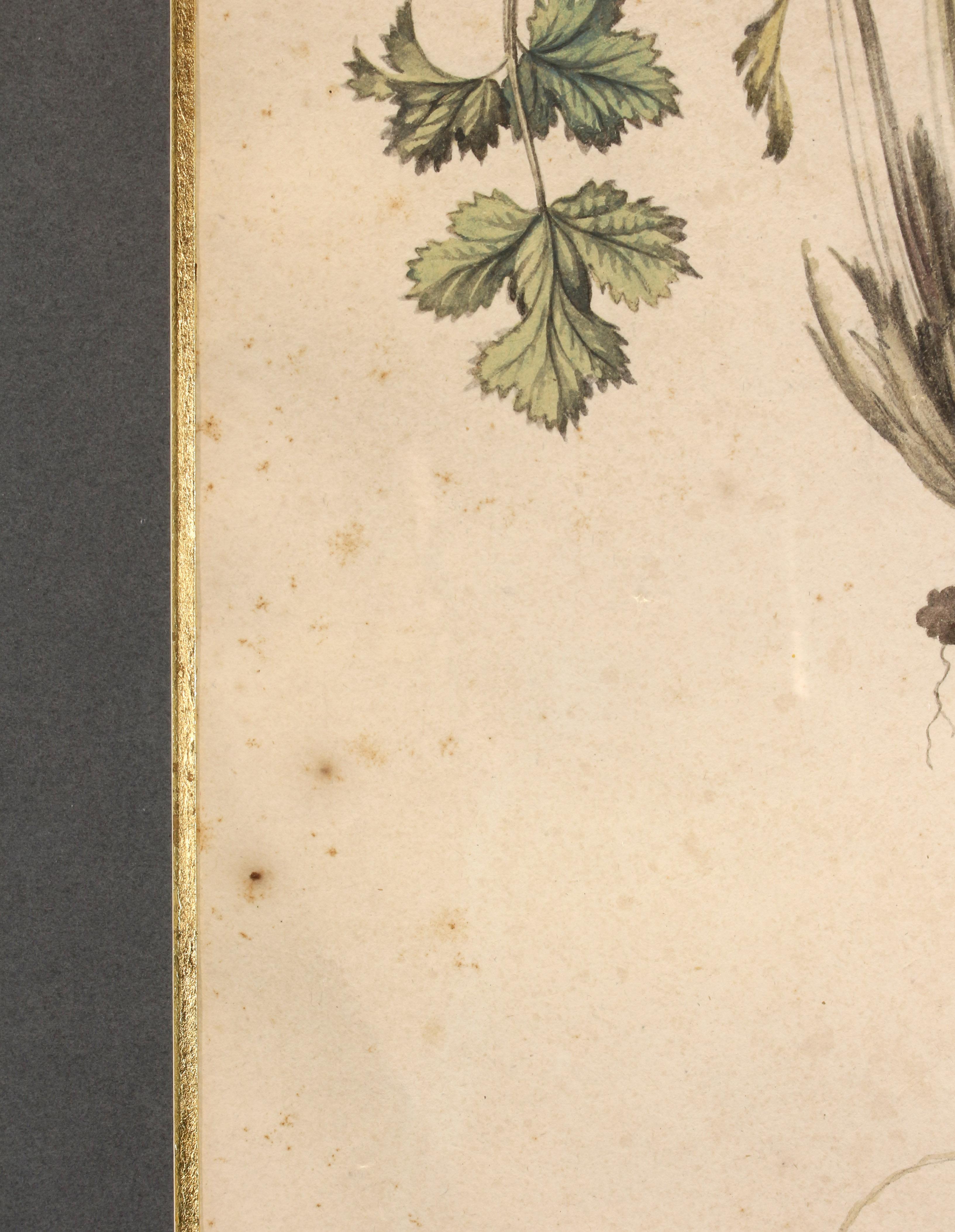 Early 19th Century French Botanical Aquarelle In Good Condition For Sale In Chapel Hill, NC